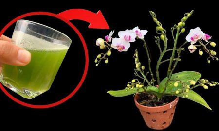 Alles, was Sie brauchen, ist dieses Glas und die Orchidee wird 4 Jahreszeiten lang ununterbrochen blühen
