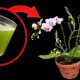 Alles, was Sie brauchen, ist dieses Glas und die Orchidee wird 4 Jahreszeiten lang ununterbrochen blühen