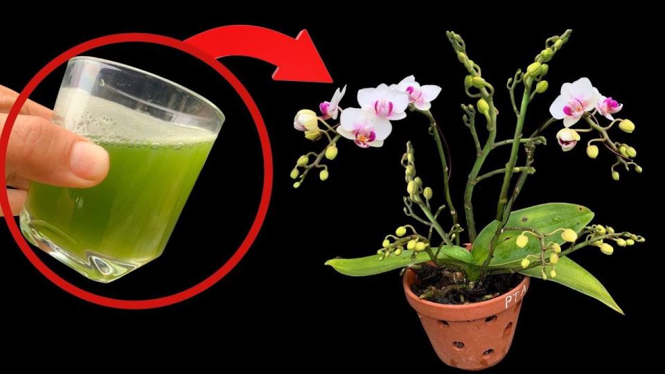 Alles, was Sie brauchen, ist dieses Glas und die Orchidee wird 4 Jahreszeiten lang ununterbrochen blühen