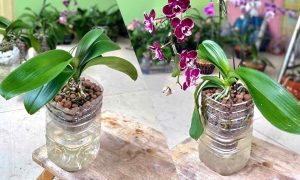 Wenn Sie die Orchidee so anbauen, wächst sie viel schneller und üppiger