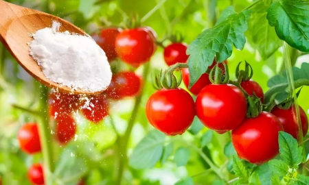 Warum sollten Tomatenpflanzen mit Natron bestreut werden? Der Trick erfahrener Gärtner
