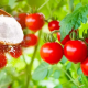 Warum sollten Tomatenpflanzen mit Natron bestreut werden? Der Trick erfahrener Gärtner