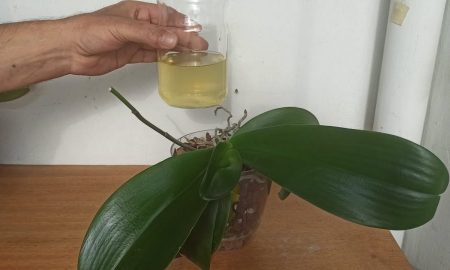 Wie man ein “Vitaminwasser” herstellt, um das Wachstum und die Blüte von Pflanzen zu verdreifachen