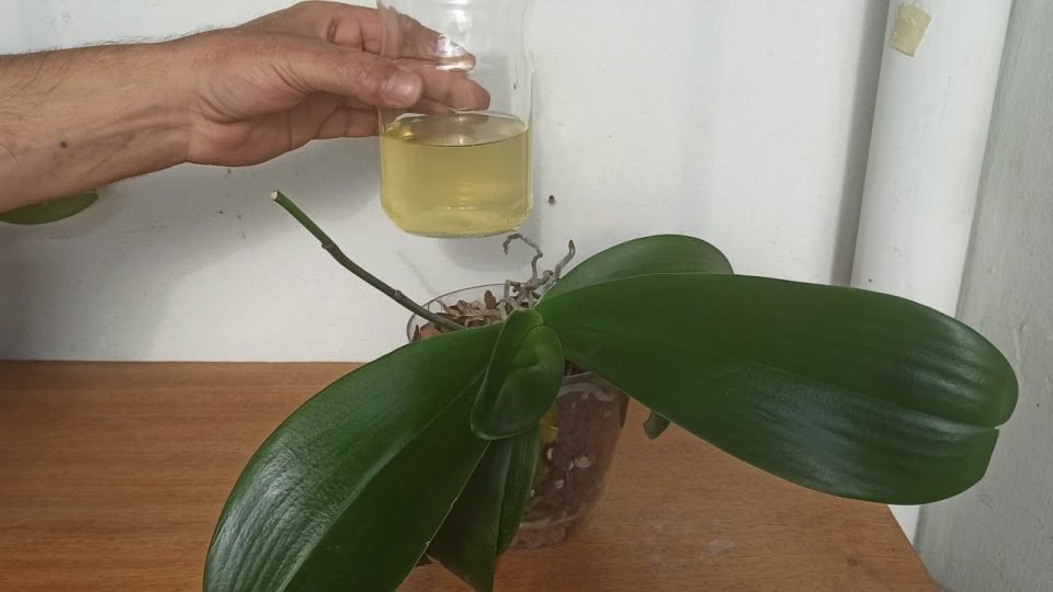 Wie man ein “Vitaminwasser” herstellt, um das Wachstum und die Blüte von Pflanzen zu verdreifachen