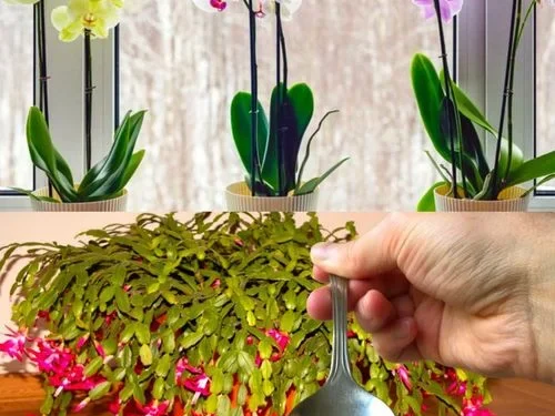 Nur 1 Teelöffel für jede Blume, die Sie zu Hause haben, und die Blüte ist gesichert