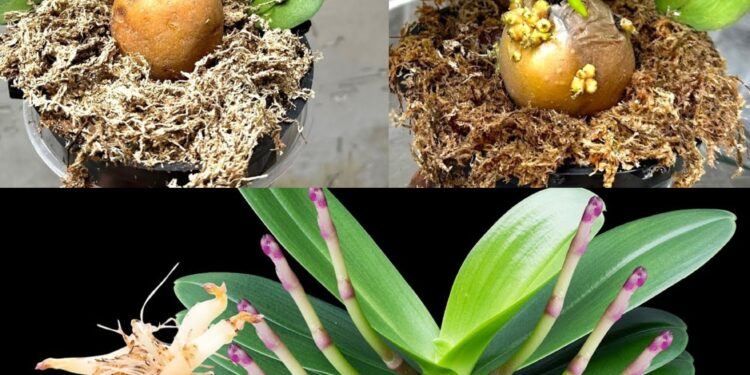 Orchideen, wie man sie mit einer Kartoffel endlos vermehrt: Gärtner lehren es